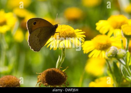 Wiese Braun auf gemeinsame Berufskraut, Großbritannien. August Stockfoto