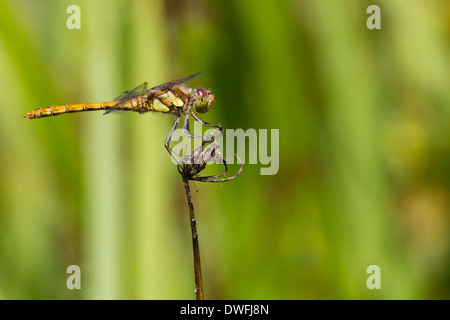 Gemeinsame Darter (Sympetrum striolatum) Großbritannien. Sommerzeit Stockfoto