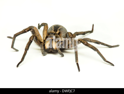 eine Wolfspinne isoliert auf weißem Hintergrund Stockfoto