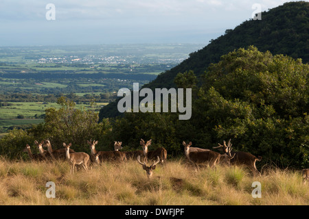 In der Nähe des Hotel Diana Dea Lodge Deer durchstreifen. 600 Meter über dem Meeresspiegel gelegen, eingezäunt, mit Blick auf Sainte-Anne, mitten in einem Wildreservat von 150 Hektar. Eine wahre Oase der Ruhe inmitten der Natur, bietet das Hotel einen schönen Blick über den Indischen Ozean. Die Architektur und die Materialien sind Stein und Holz. Die Zimmer sind gemütlich und haben Terrassen oder Balkone mit 180° bedeckt. 24 klassische Zimmer, 5 'Privileg' 'Zimmer' und eine Suite. Genießen Sie die Bibliothek, eine Bar und eine Haupt-Lounge mit einem großen zentralen Kamin, eine Terrasse... ein Restaurant, ein Konferenzraum und ein Spa. Stockfoto