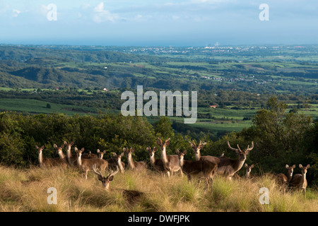 In der Nähe des Hotel Diana Dea Lodge Deer durchstreifen. Das Hotel liegt 600 Meter über dem Meeresspiegel, mit Blick auf Sainte-Anne, in der Mitte Stockfoto