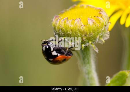 Seven-Spotted Marienkäfer auf gemeinsame Berufskraut, Großbritannien. August Stockfoto