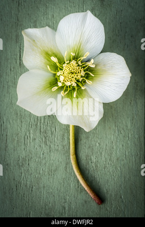 Christrose Blume Stockfoto