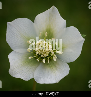 Christrose Blüte Stockfoto