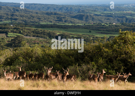 In der Nähe des Hotel Diana Dea Lodge Deer durchstreifen. Das Hotel liegt 600 Meter über dem Meeresspiegel, mit Blick auf Sainte-Anne, in der Mitte Stockfoto