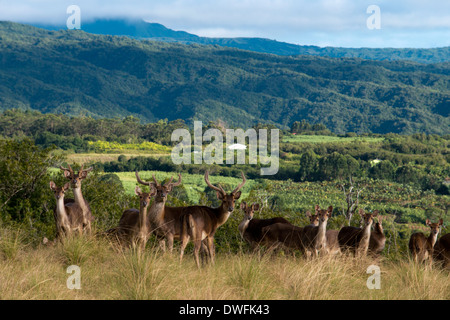 In der Nähe des Hotel Diana Dea Lodge Deer durchstreifen. Das Hotel liegt 600 Meter über dem Meeresspiegel, mit Blick auf Sainte-Anne, in der Mitte Stockfoto