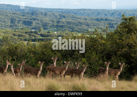 In der Nähe des Hotel Diana Dea Lodge Deer durchstreifen. 600 Meter über dem Meeresspiegel gelegen, eingezäunt, mit Blick auf Sainte-Anne, mitten in einem Wildreservat von 150 Hektar. Eine wahre Oase der Ruhe inmitten der Natur, bietet das Hotel einen schönen Blick über den Indischen Ozean. Die Architektur und die Materialien sind Stein und Holz. Die Zimmer sind gemütlich und haben Terrassen oder Balkone mit 180° bedeckt. 24 klassische Zimmer, 5 'Privileg' 'Zimmer' und eine Suite. Genießen Sie die Bibliothek, eine Bar und eine Haupt-Lounge mit einem großen zentralen Kamin, eine Terrasse... ein Restaurant, ein Konferenzraum und ein Spa. Stockfoto