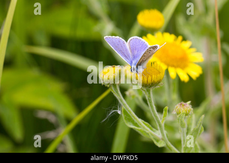 Gemeinsame Blauer Schmetterling auf gemeinsame Berufskraut, Großbritannien. August Stockfoto