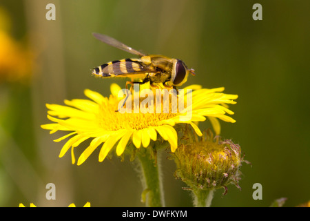 Hoverfly (syrphus ribesii) über gemeinsame Berufskraut, Großbritannien. September Stockfoto