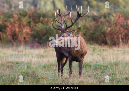 Rotwild während der Brunft, Richmond Park. Oktober Stockfoto