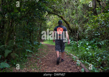 Wandern in den Dschungel Bélouve Primärwald. Dies ist die primäre Wald mit Flora ist ähnlich wie Madagaskar, Ostafrika, und Stockfoto