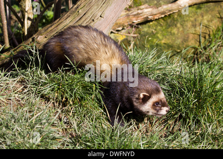 Europäischen Iltis (Mustela putorius) Großbritannien Stockfoto