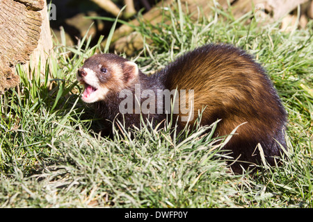 Europäischen Iltis (Mustela putorius) Großbritannien Stockfoto