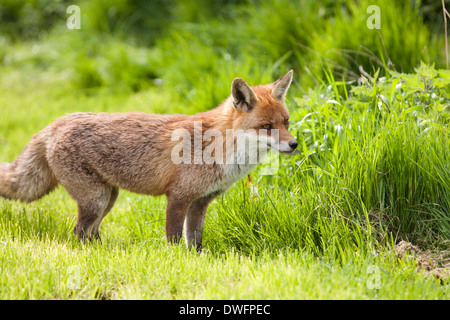 Europäischer roter Fuchs im Vereinigten Königreich Stockfoto