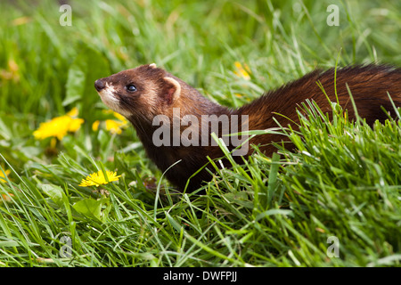 Europäischen Iltis (Mustela putorius) Großbritannien Stockfoto