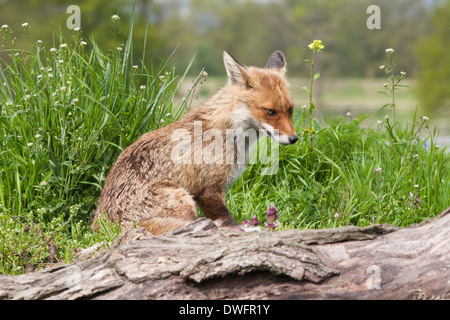 Europäische Red Fox in Großbritannien. Mai Stockfoto