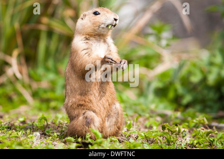 Schwarz Tailed Präriehund (Cynomys sich) Stockfoto