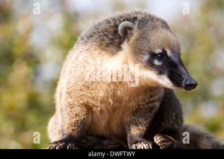 South Amrican oder Ring-Tailed Nasenbär (Nasua nasua), Großbritannien Stockfoto