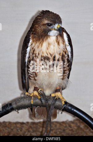 Red Tailed Hawk (Buteo Jamaicensis) Stockfoto