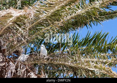 Egretta Garzetta jungen Reiher Vogel Seabird hocken in Verschachtelung Bäume Arrecife Lanzarote Kanarische Inseln Stockfoto