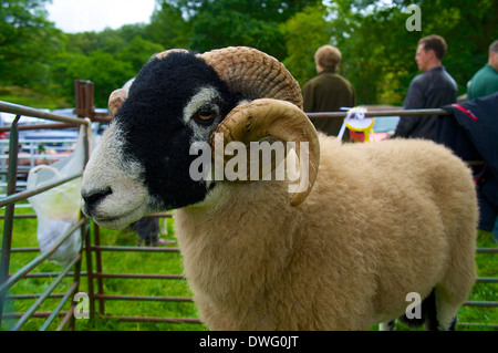 Swaledale Schafen Patterdale Sheep Dog Trail und Dog Tag Cumbria England Großbritannien Stockfoto