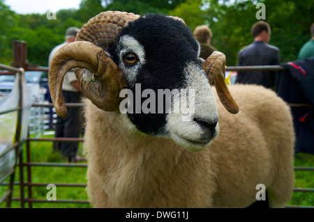 Swaledale Schafen Patterdale Sheep Dog Trail und Dog Tag Cumbria England Großbritannien Stockfoto