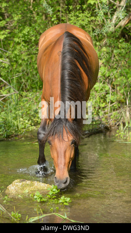 Paso Fino Pferde stehen im Wasser Stockfoto