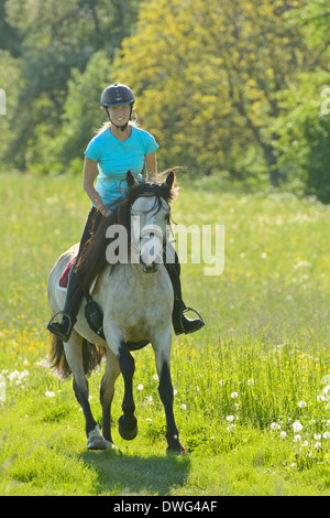 Junge Reiter auf Rückseite Connemara Pony im Frühjahr Stockfoto