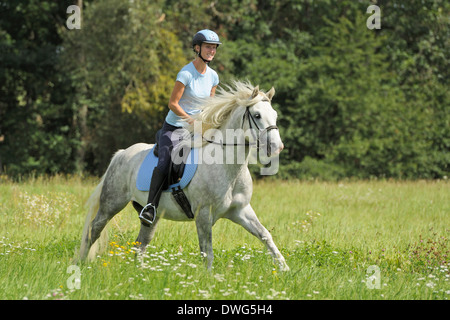 Reiter auf der Rückseite ein junger Connemara Pony-Hengst im Galopp auf einer Wiese Stockfoto