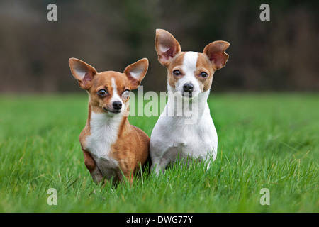 Zwei Kurzhaar-tan und glatten Mantel Chihuahuas im Garten Stockfoto