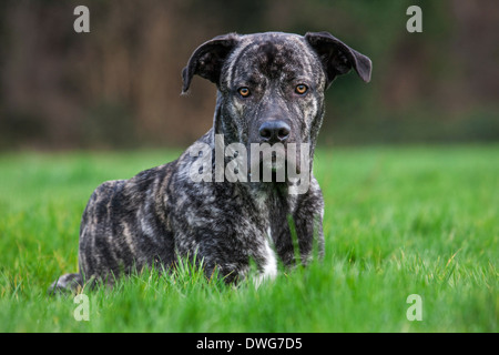 Porträt der Cane Corso Italiano, italienische Hunderasse im Garten hautnah Stockfoto