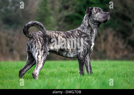 Cane Corso Italiano, italienische Hunderasse im Garten Stockfoto