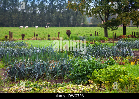 Salat, Porree und andere Gemüse in der Küche Garten/Gemüsegärten wachsenden/Potager Stockfoto