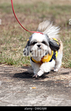 Shih Tzu Hund zu Fuß im Garten. Stockfoto