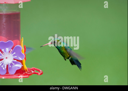 Glitzernde-bellied Smaragd Stockfoto