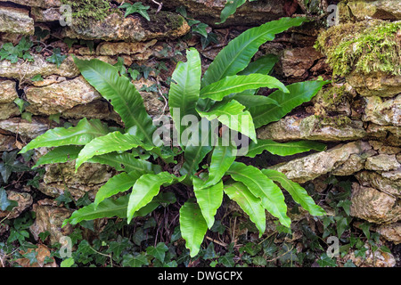 Hart's-Tongue Farn Asplenium scolopendrium Stockfoto