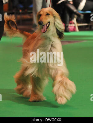 Birmingham, UK 7. März 2014, ein Sortiment von Rassehunden konkurrieren um den ultimativen Preis in Dog Wettbewerbe auf Crufts in Birmingham in der UK-Credit: Kelly Rann/Alamy Live News Stockfoto