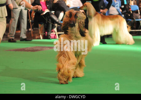 Birmingham, UK 7. März 2014, ein Sortiment von Rassehunden konkurrieren um den ultimativen Preis in Dog Wettbewerbe auf Crufts in Birmingham in der UK-Credit: Kelly Rann/Alamy Live News Stockfoto