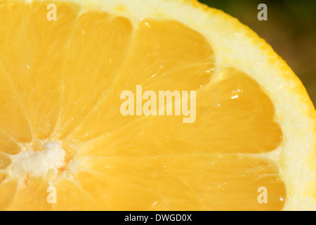 Gelbe Grapefruit Nahaufnahme Stockfoto