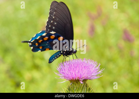 Pipevine Schwalbenschwanz Schmetterling Stockfoto