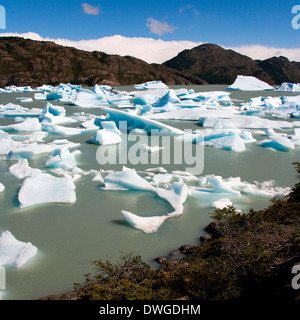 Schmelzende Eisberge gekalbt vom Grey Gletscher in Largo grau im Torres del Paine Nationalpark in Patagonien im Süden Chiles. Stockfoto