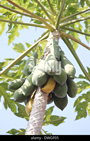 Die Papaya-Frucht am Baum im Hinterhof. Stockfoto