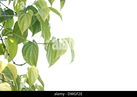 Grüne Blätter von Betel Baum auf weißem Hintergrund. Stockfoto