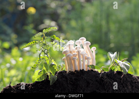 Weißer Pilz neben einem kleinen Baum im Hinterhof. Stockfoto