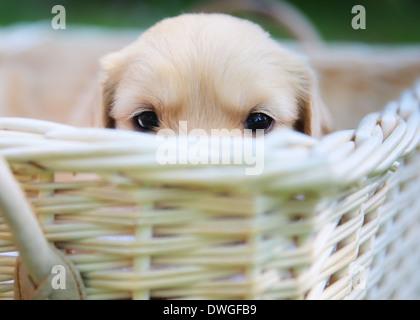 Ein golden Retriever Welpe ist in einem Korb versteckt. Stockfoto