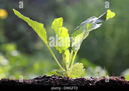 Gemüse sprießen von Collard in Hinterhof. Stockfoto