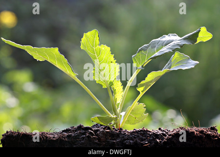 Gemüse sprießen von Collard in Hinterhof. Stockfoto