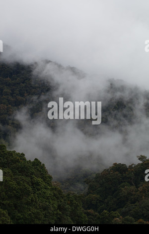 Primäre Nebelwald. Parques Nacional Chirripo. Cerro Chirripo 3800m. Limon. Im Südwesten. Costa Rica. Zentral-Amerika. Stockfoto