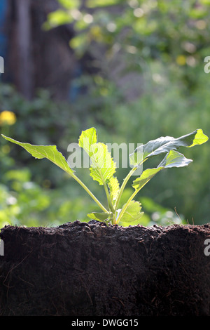 Gemüse sprießen von Collard in Hinterhof. Stockfoto