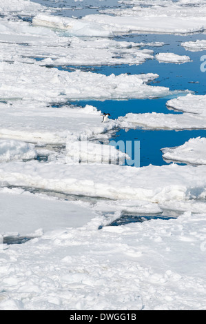 Adelie Penguin Stockfoto